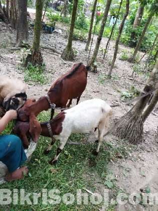 তোতা পুরি ছাগল